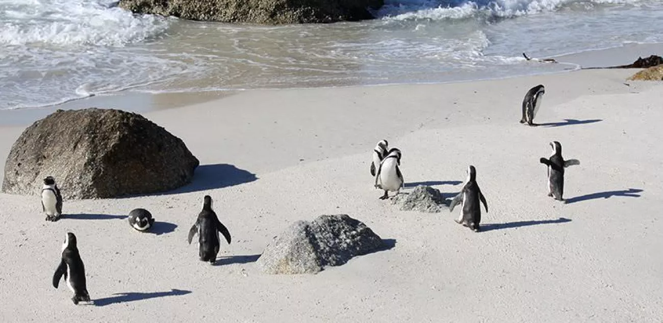 boulders-beach